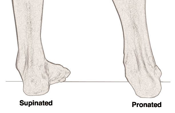 Pronation and supination image