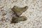 Vionic Lani Women's Arch Supportive Boot - Olive - 50-med